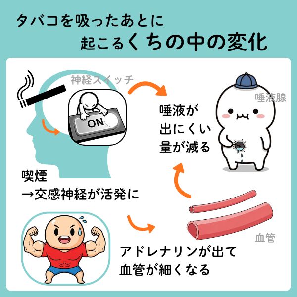 タバコを吸って唾液が減る仕組み